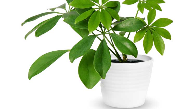 White Pots in bedroom