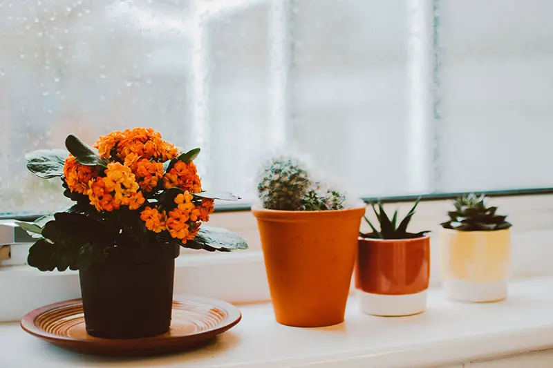 Plants inside home