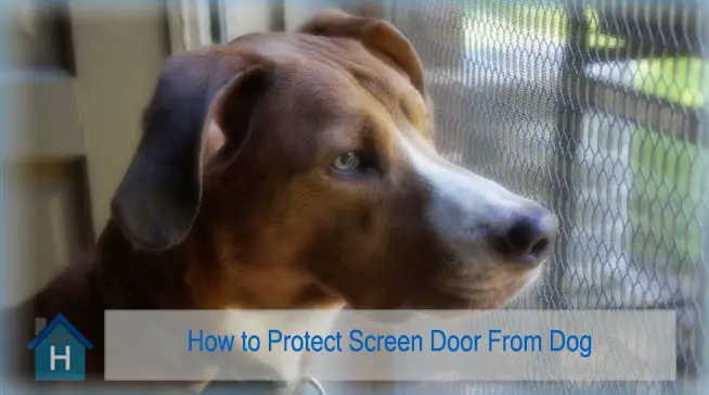 How To Protect Screen Door From Dog
