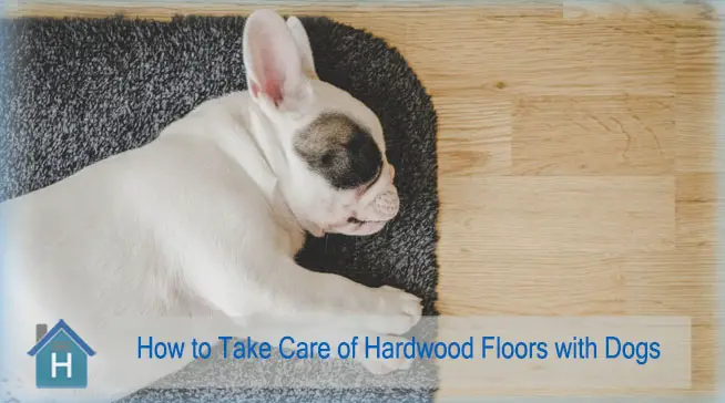 How to Take Care of Hardwood Floors with Dogs